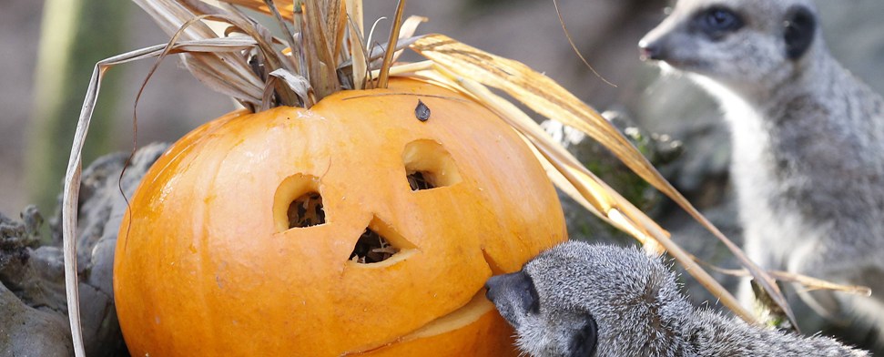 Islamophobe und ihre Verschwörungstheorien