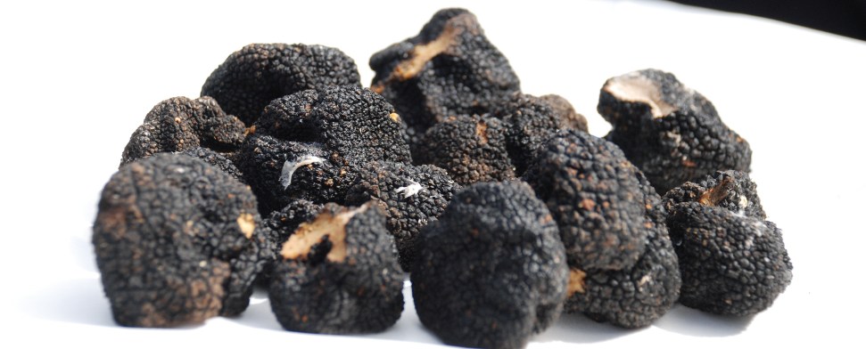 Trüffel: Lukratives Geschäft für türkische Bauern winkt