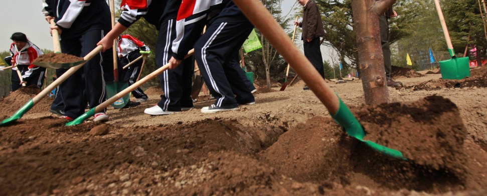 Lasst Tausend Milliarden Bäume blühen!