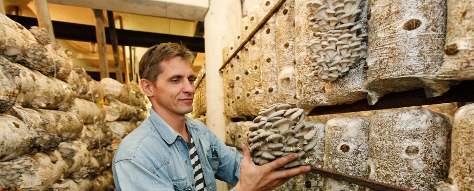 Wenn aus Abfall Pilze werden