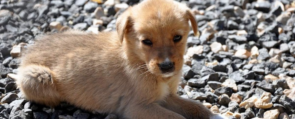 Osmanen kodifizierten heutige Tierrechte bereits vor 500 Jahren