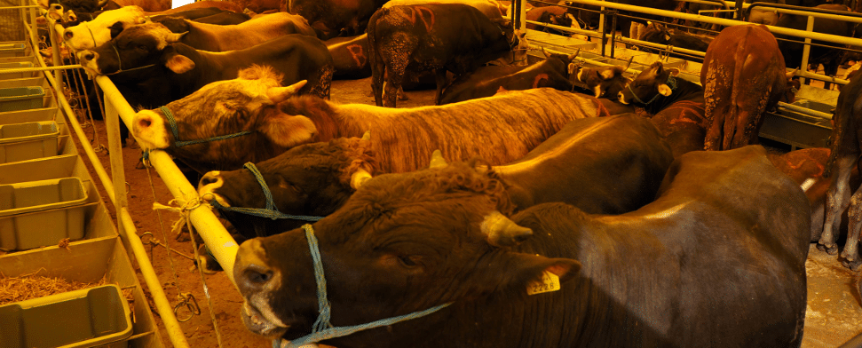 Schächtverbot in Dänemark: Muslime und Juden reagieren gelassen