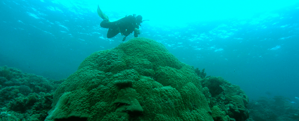 Erstmals Korallenriff vor irakischer Küste entdeckt