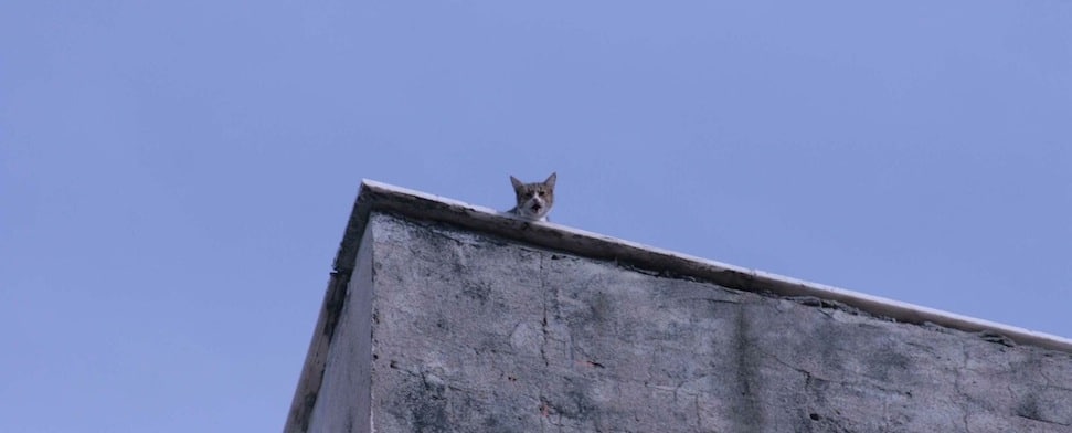 Kein Aprilscherz: Katzen als Wahlfaktor