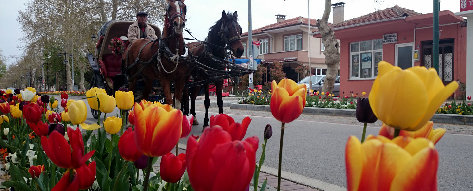 Lale – Die Tulpe Istanbuls