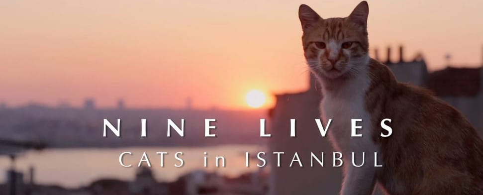 Film: „Nine Lives: Cats in Istanbul“