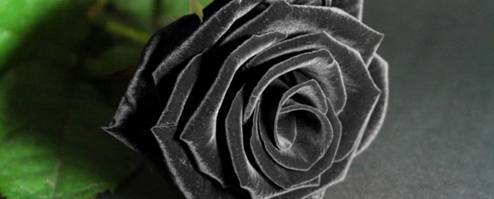 Die schwarze Rose aus Halfeti