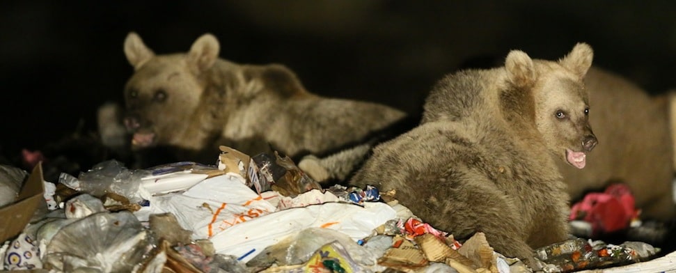 Türkei: Provinz Artvin wird von höchst intelligenten „Problembären“ heimgesucht