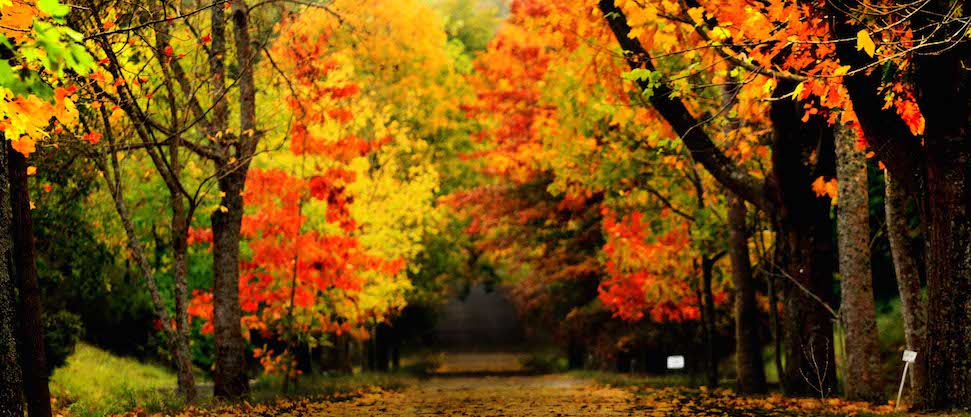 Osmanischer Herbst: Die stimmungsvolle Vorbereitung auf den Winter