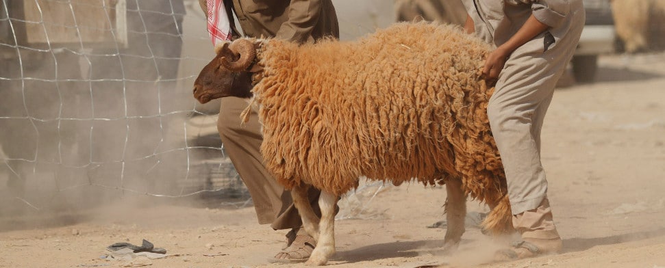 Der deutsche Scheich und das Opferlamm