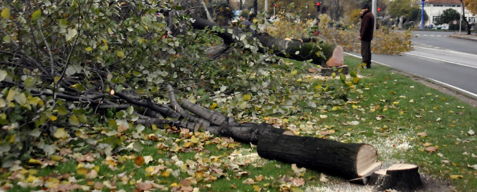 Gezi-Gegner CHP fällt Bäume und bekommt Rückendeckung von der AKP