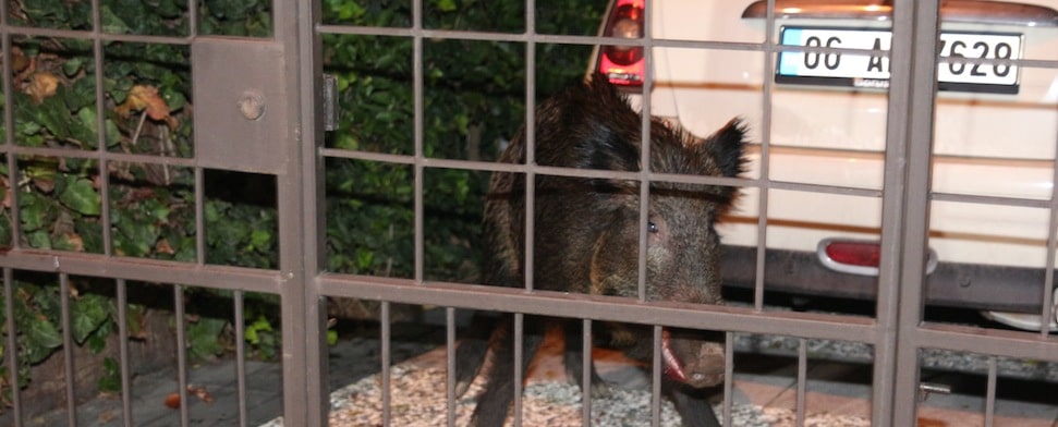 Nebeneffekt der Großprojekte: Schwarzwild zieht durch İstanbul