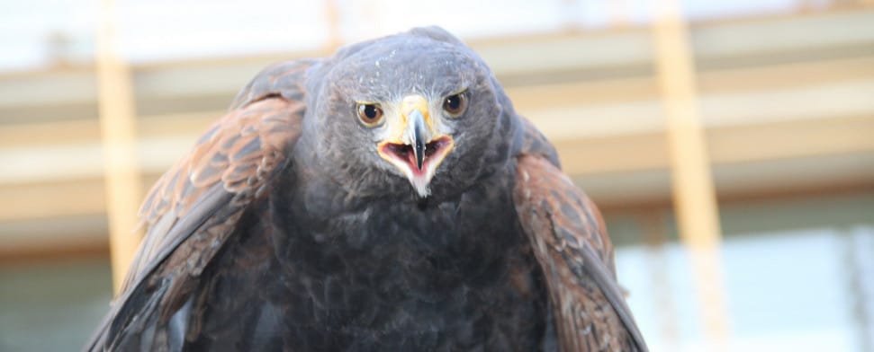 14 Fragen, die Muslime in Europa als unmöglich empfinden