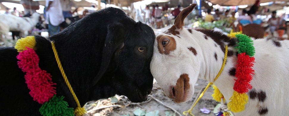 Eid al-Adha und Jom Kippur: Ein Tag, zwei Feste, eine Botschaft