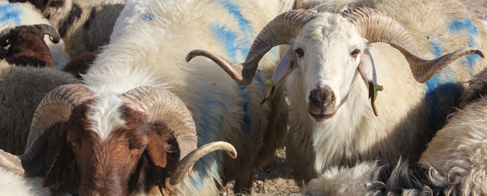 Bald ist Festtag – Lieber hier schlachten, oder in arme Regionen spenden?