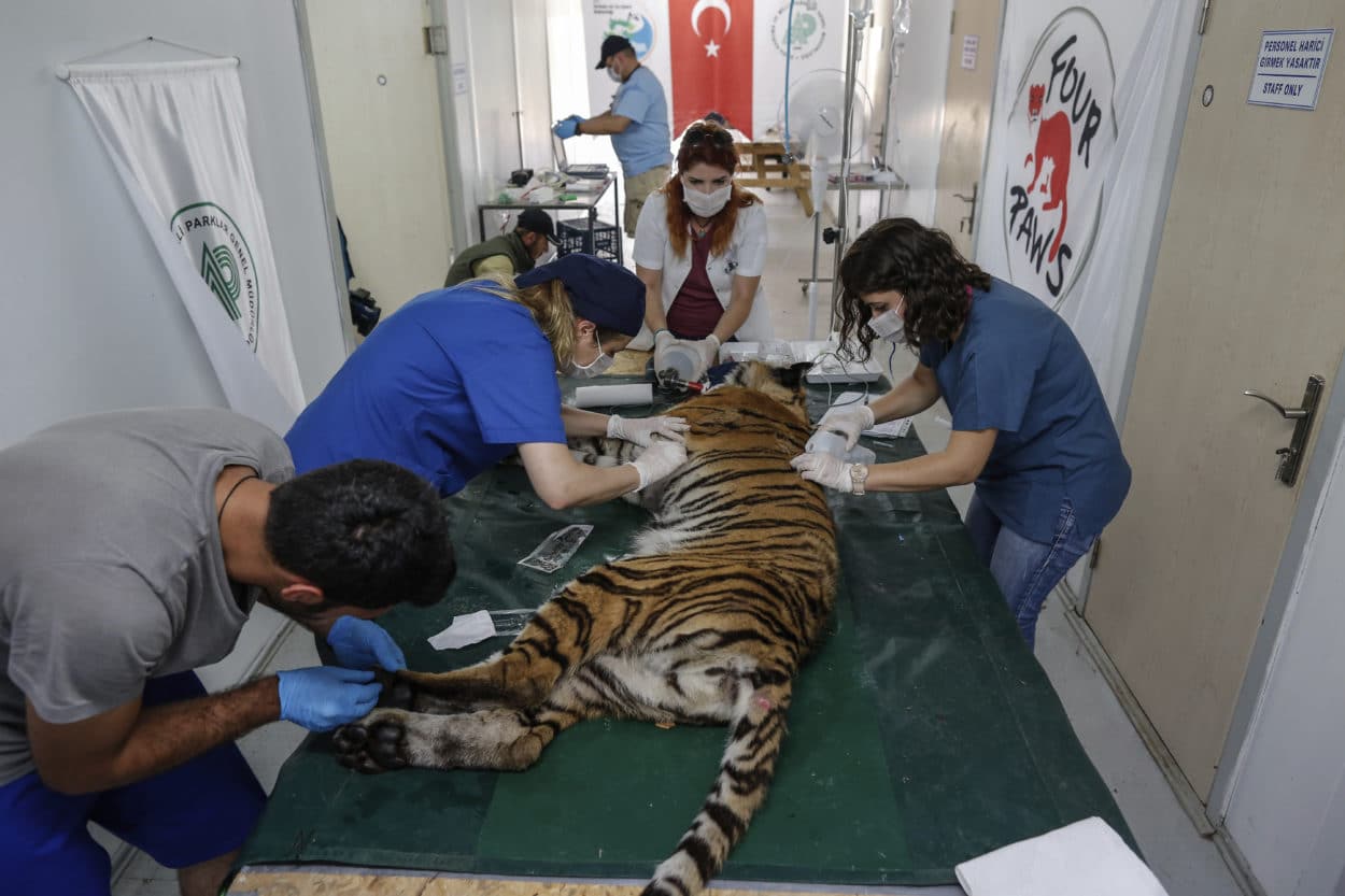 Tiger aus Aleppo in die Türkei gerettet