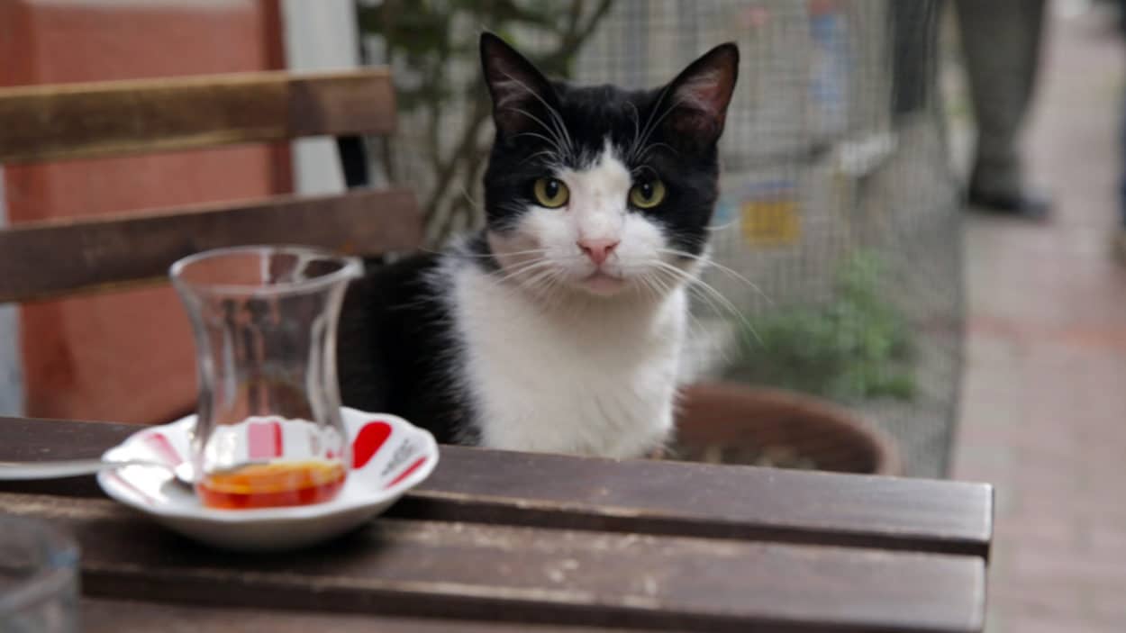 «Kedi»: Zartes Dauer-Schnurren am Bosporus