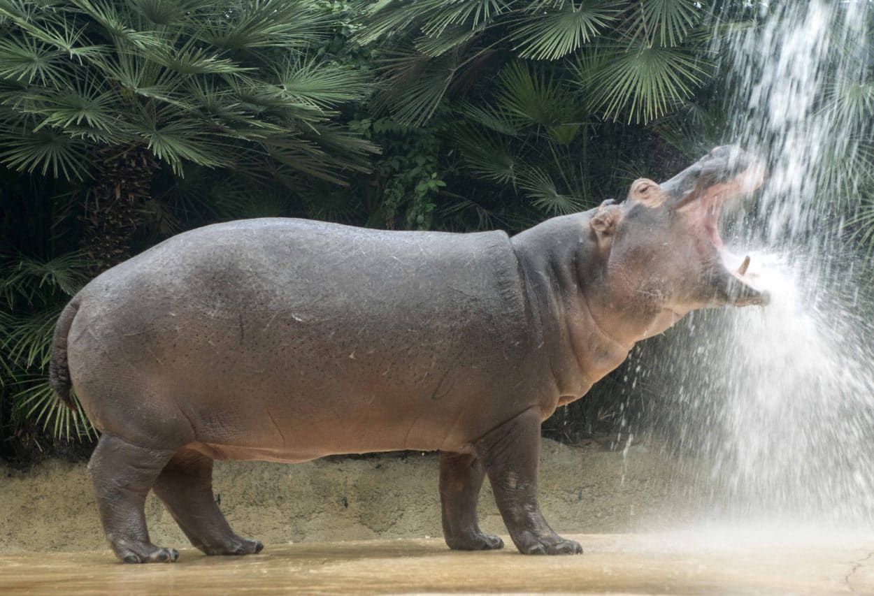 Flusspferd Max verlässt Berliner Zoo und zieht in die Türkei