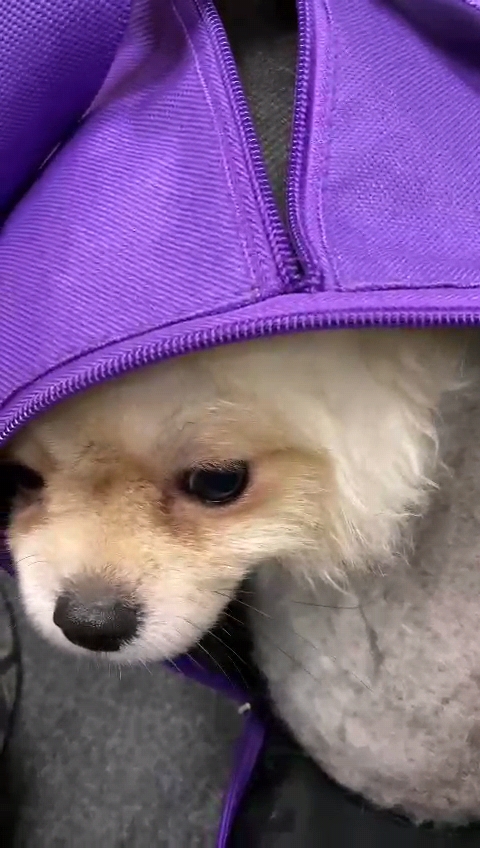 Überraschung am Flughafen: Hunde aus der Türkei im Gepäck