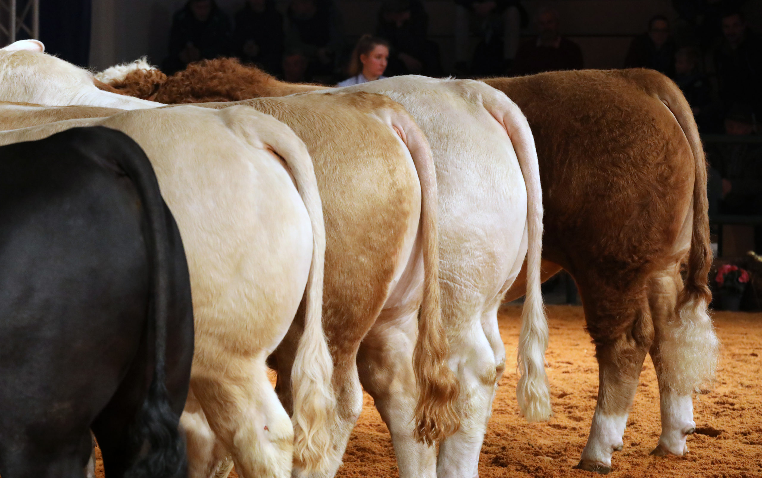 Türkei lehnte ab: Fast Tausend spanische Rinder notgeschlachtet