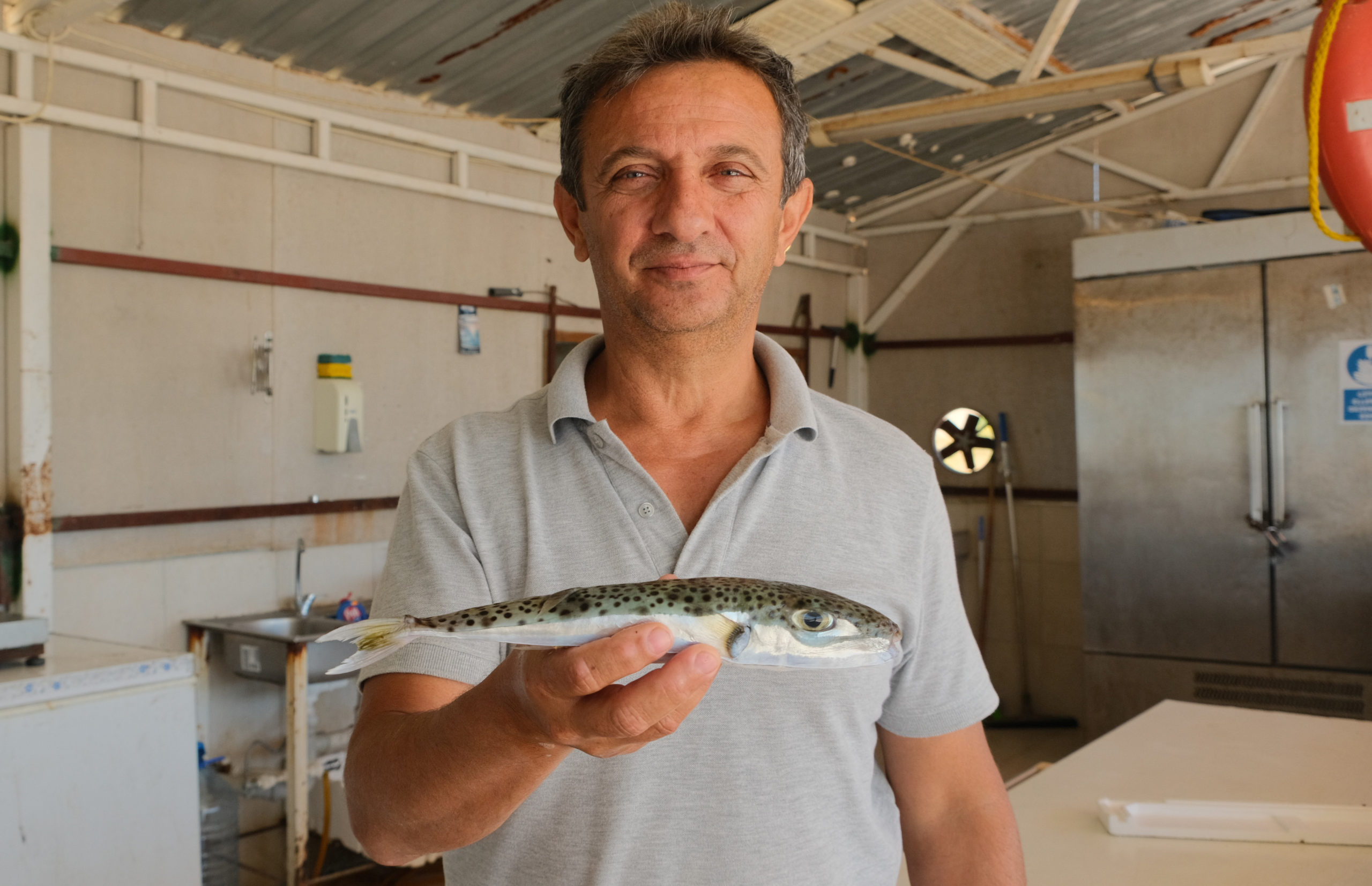 Per Kopfgeld gesucht: Kugelfisch macht türkischen Fischern Probleme