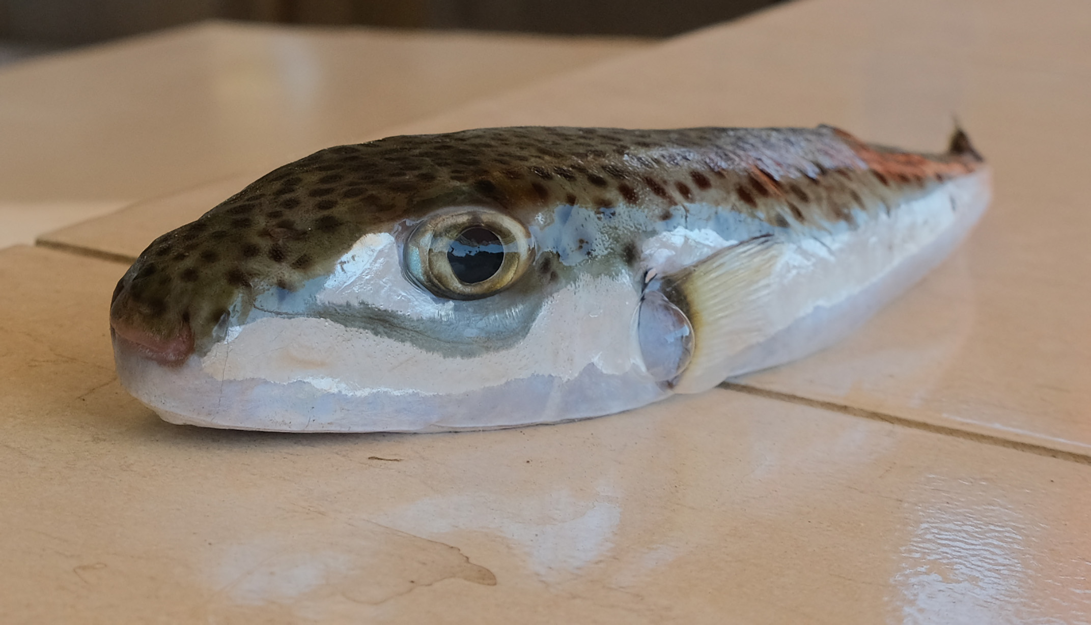 Türkische Regierung sagt Kugelfisch den Kampf an