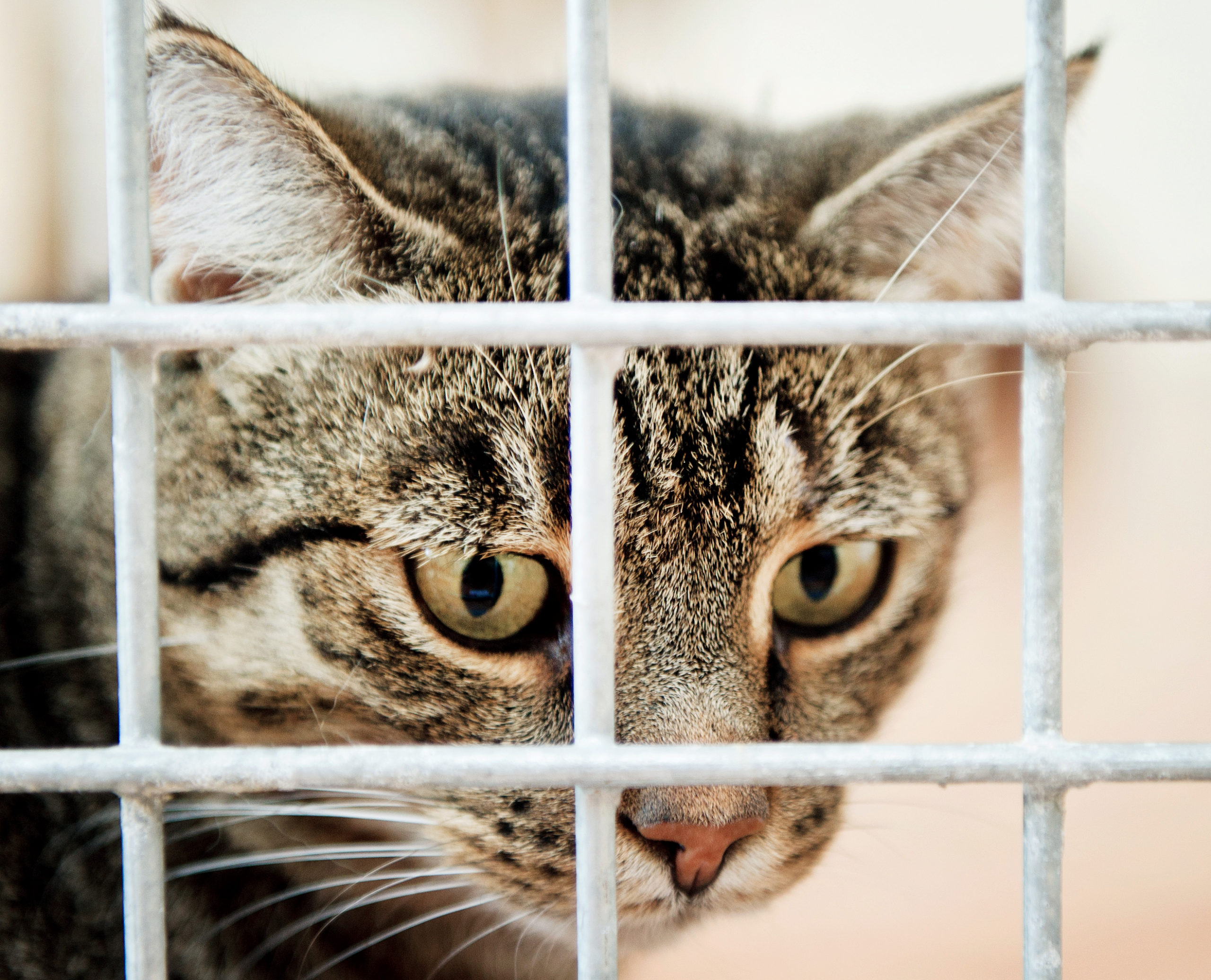 Türkei verschärft Strafen für Gewalt gegenüber Tieren