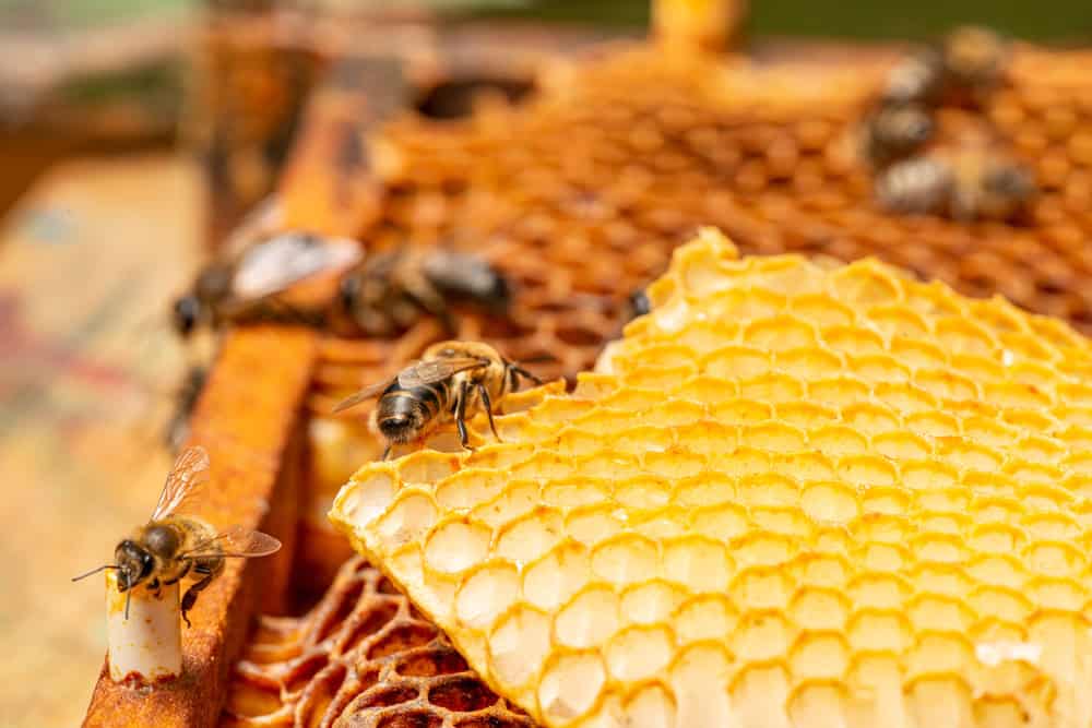 Waldbrände haben schlimme Folgen für die Honigproduktion