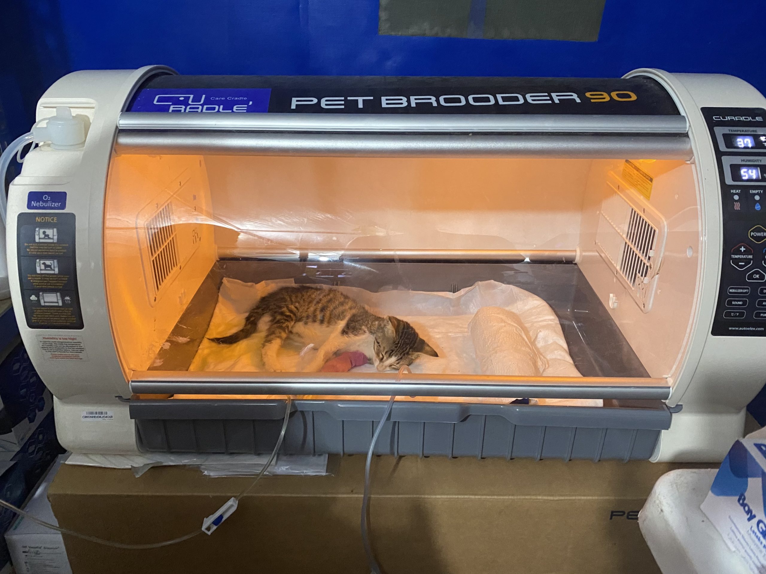 Tierschützer: Rund 500 Tiere aus Flammen in der Türkei gerettet