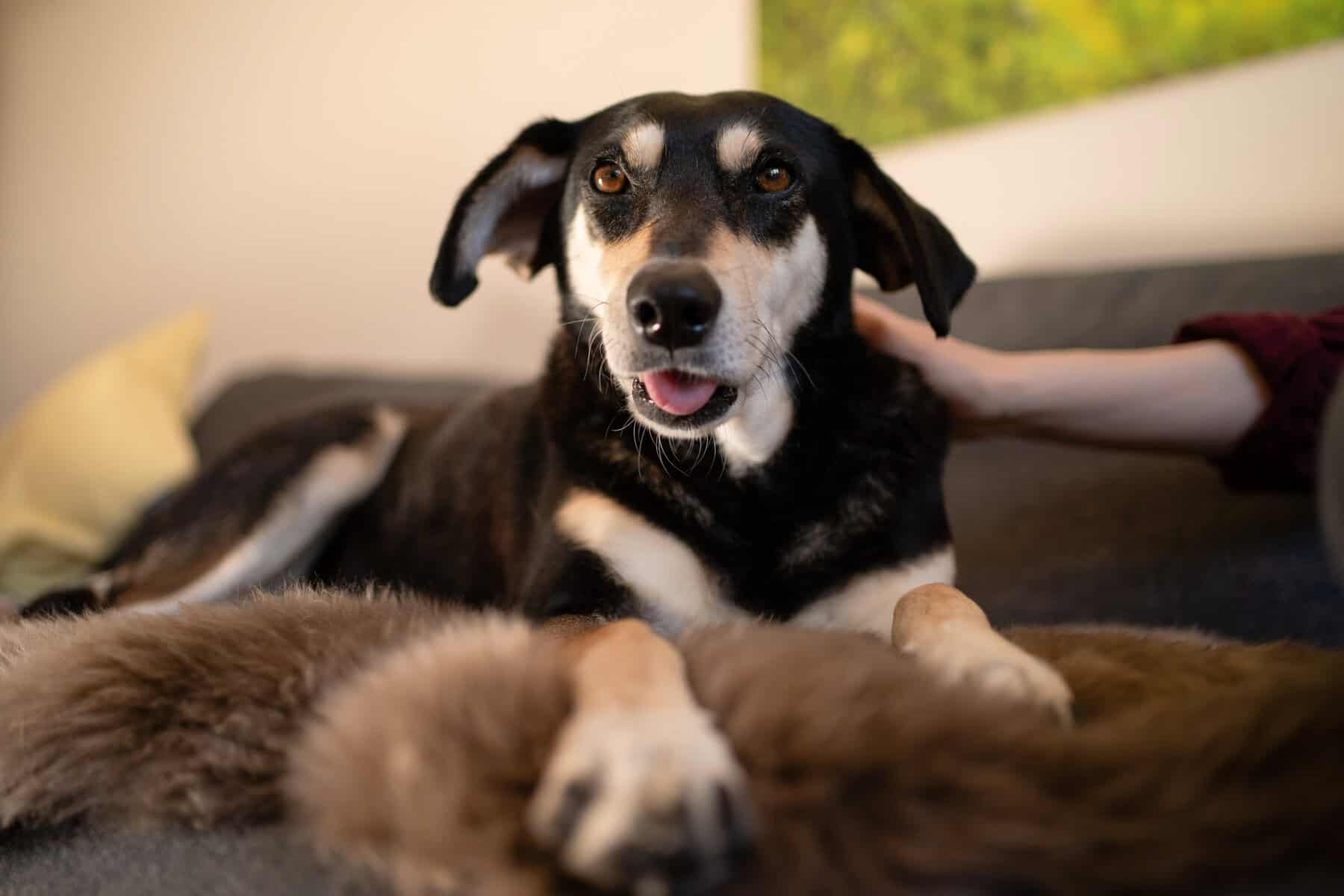 Iran will Haltung von Haustieren unter Strafe stellen