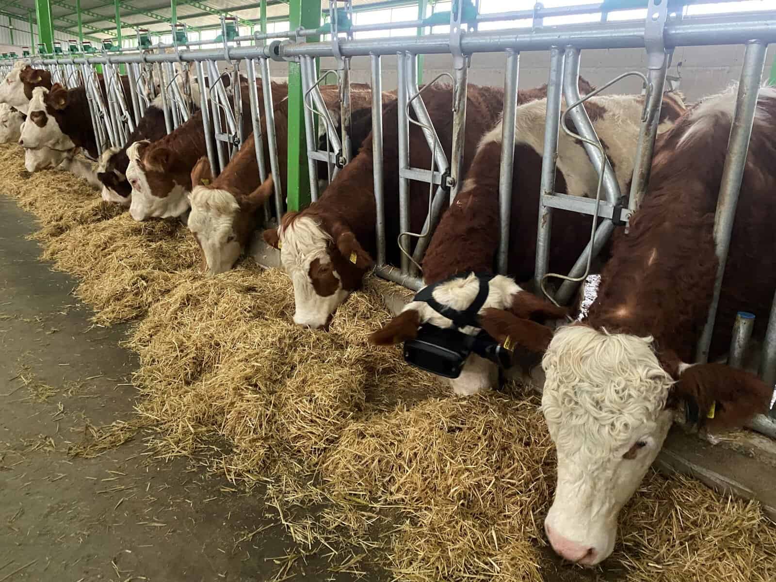 Russisch-türkische Idee: Experten bezweifeln Nutzen von VR-Brillen für Kühe