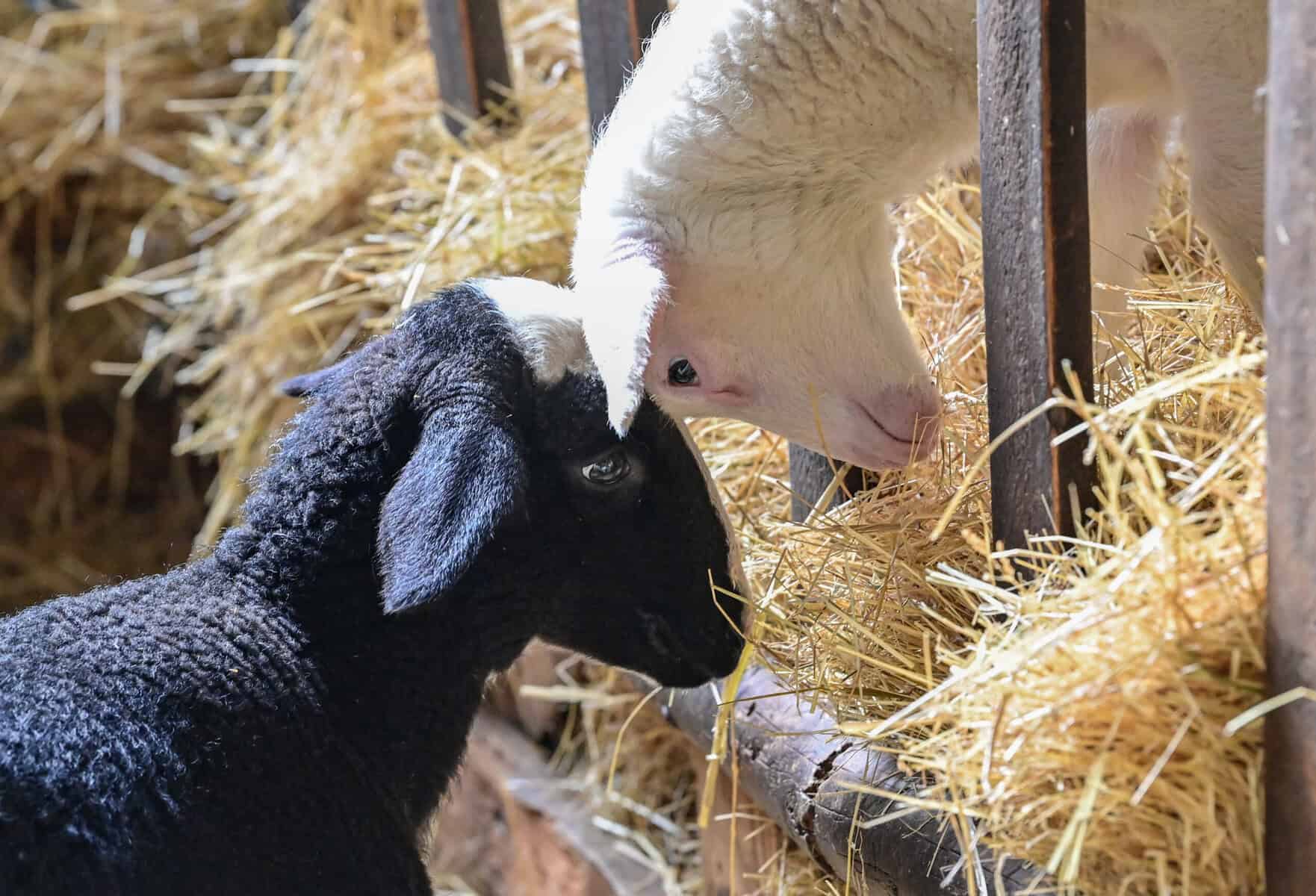 Schächtverbot? Juden in Frankreich rufen zur Wahl von Macron auf