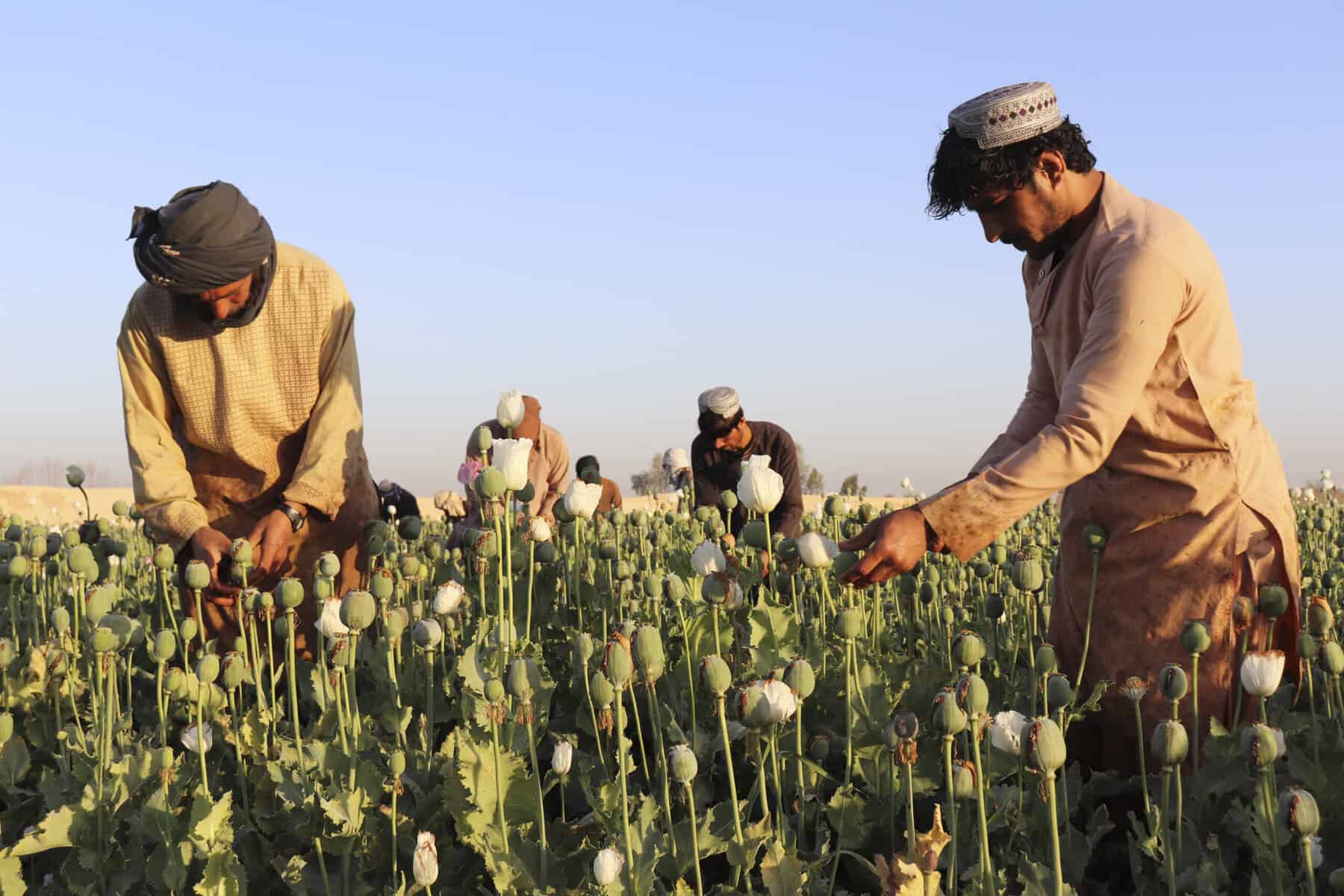 Heroin-Rohstoff: Taliban verbieten Mohnanbau in Afghanistan