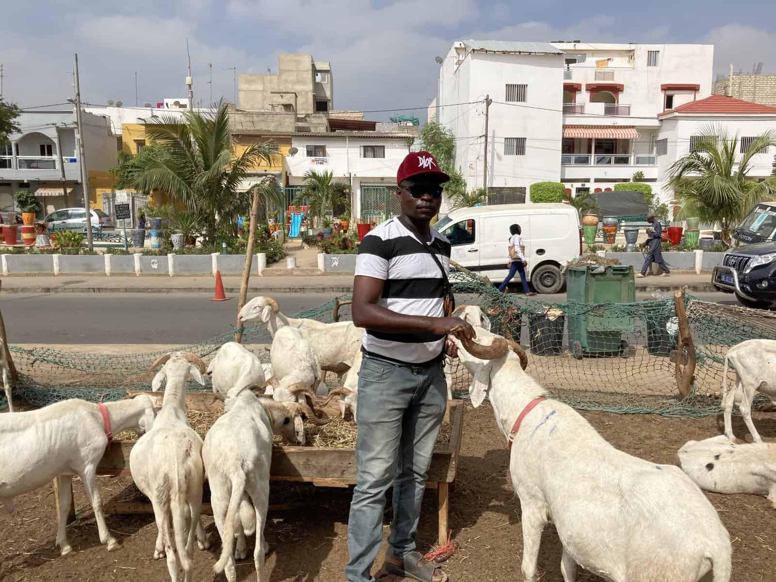 Teures Opferfest für Muslime in Westafrika