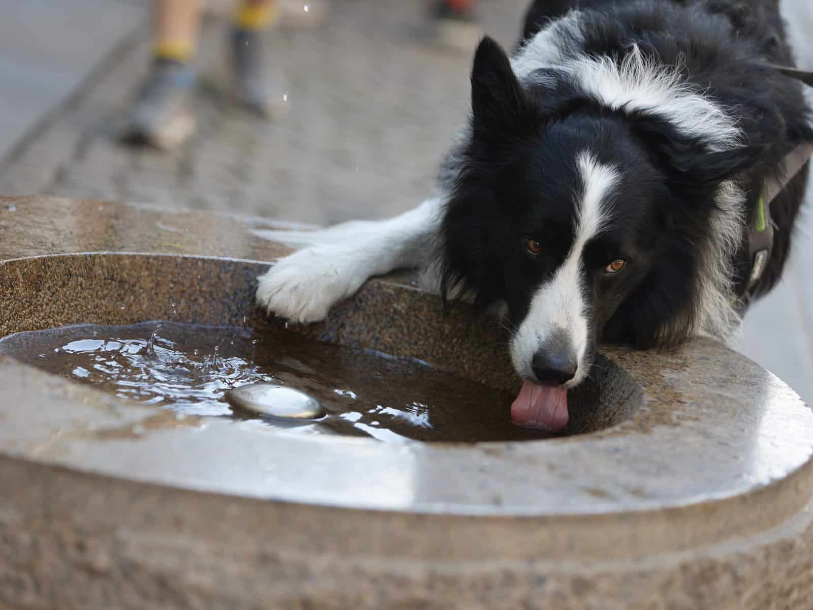 „Verbrechen“: Iran verbietet Gassigehen in Parks