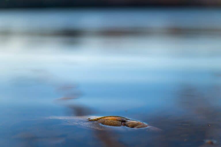 Fischsterben am Golf von Izmir: Minister spricht von „Katastrophe“