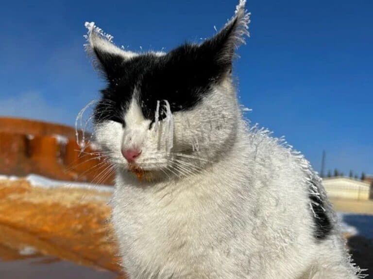 Katze in Sivas erfroren: Auch Thermalquelle konnte nichts mehr ausrichten