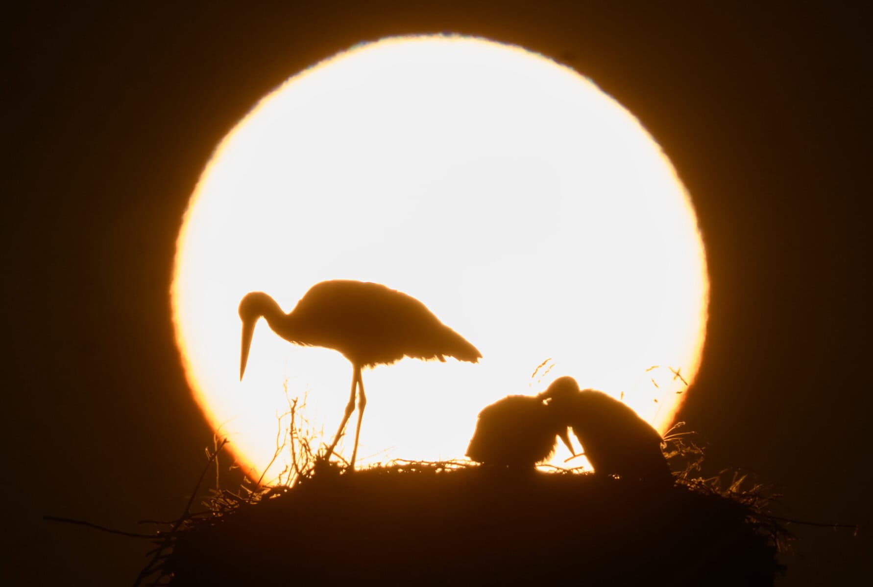 Marokko statt Türkei: Storch Findus ändert Route